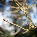 LOS BROTES LLEGAN EN SILENCIO